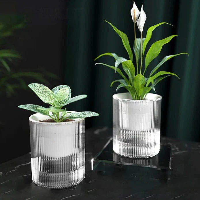 Self-Watering Indoor Planter with Modern Glass Design