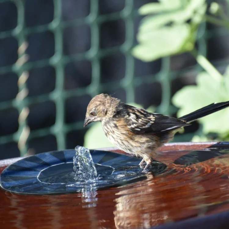 Solar Fountain Pump with Floating Garden Design